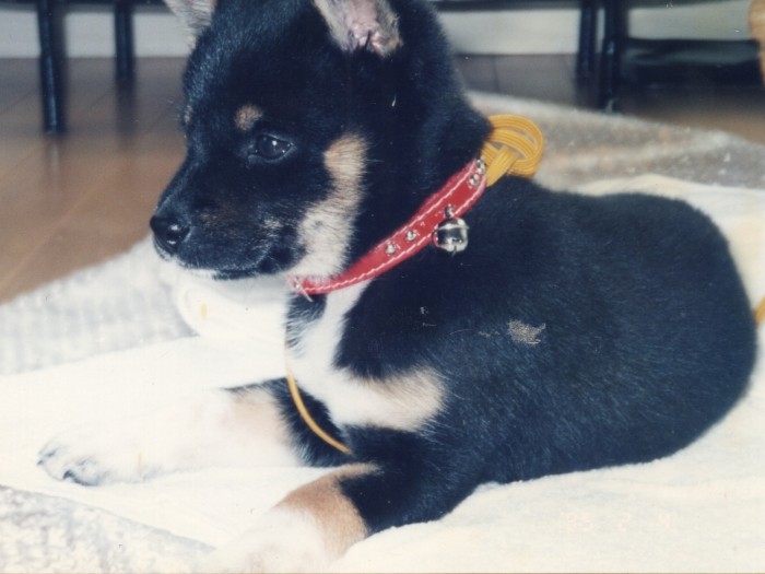 我が家に来たころのネネ。子牛のような丸い鼻先だったのに、成長するにつれてどんどんシャープな顔立ちになっていきました