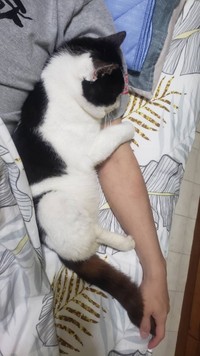 飼い主さんの腕にベッタリ