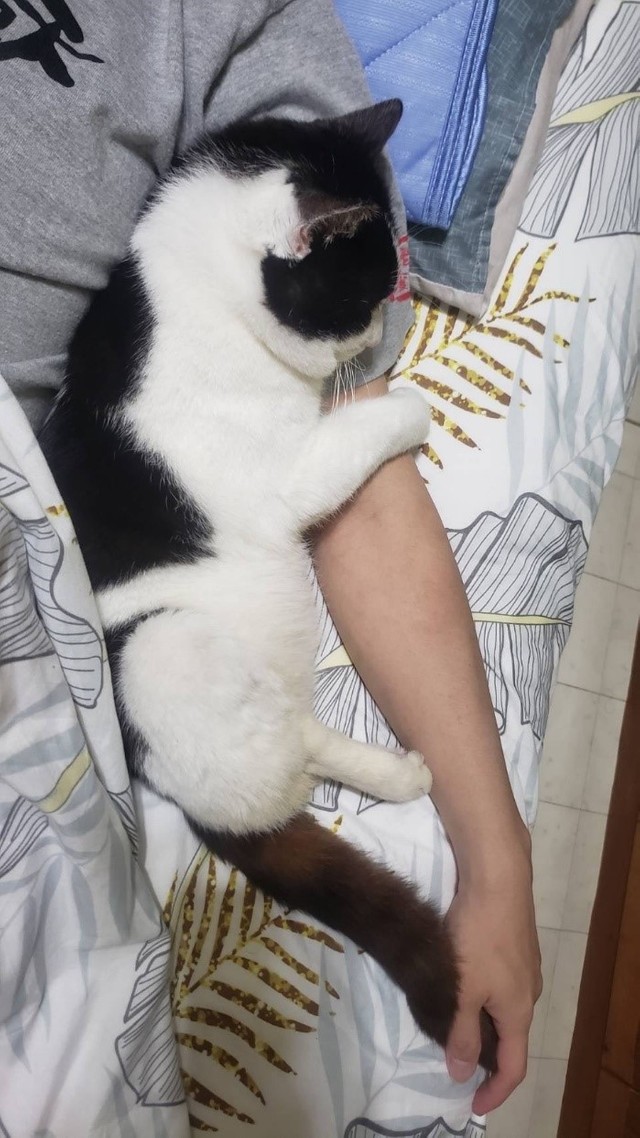 飼い主さんの腕にベッタリ