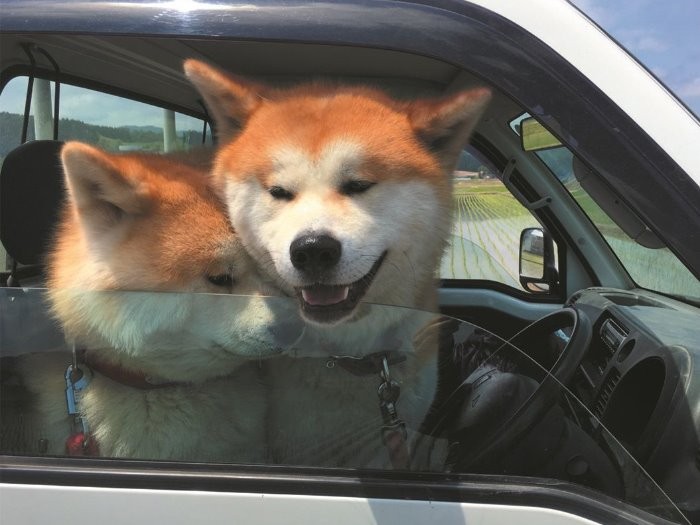 「秋田犬 ゴンとトラ あきたけんじゃないよ あきたいぬだよ」（講談社）より