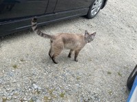こちらを気にしている猫ちゃん（提供：銀八雲さん）
