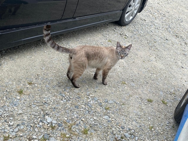 こちらを気にしている猫ちゃん（提供：銀八雲さん）