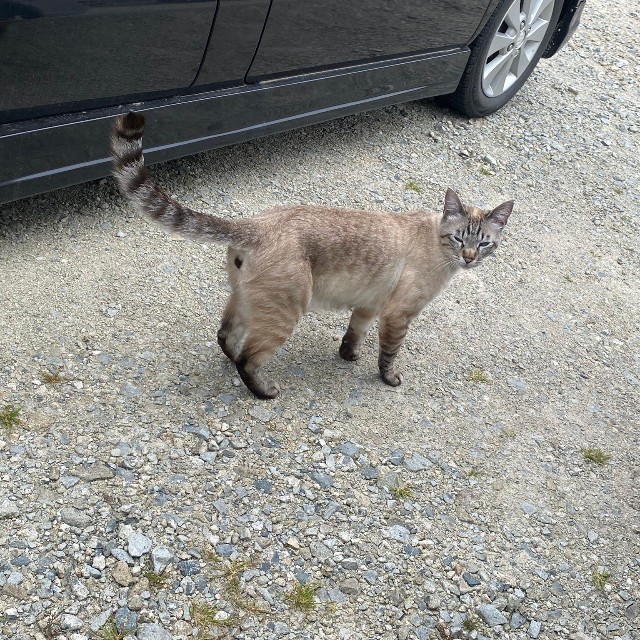 こちらを気にしている猫ちゃん（提供：銀八雲さん）