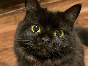 「オヤツちょうだい」の顔がたまらなく可愛い！　スコティッシュフォールド「ルナ」　