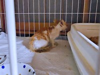 保護時、生後推定2カ月、体のあちこちが傷だらけだった爽太くん（画像提供：かまねこさん）