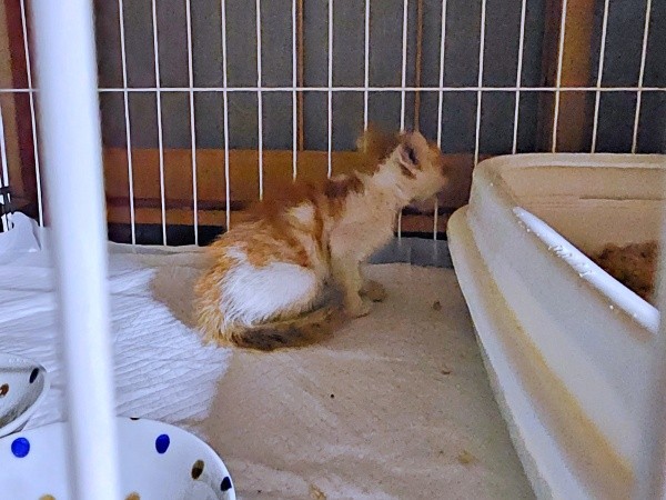 保護時、生後推定2カ月、体のあちこちが傷だらけだった爽太くん（画像提供：かまねこさん）
