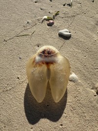 （Shizukaさん提供）