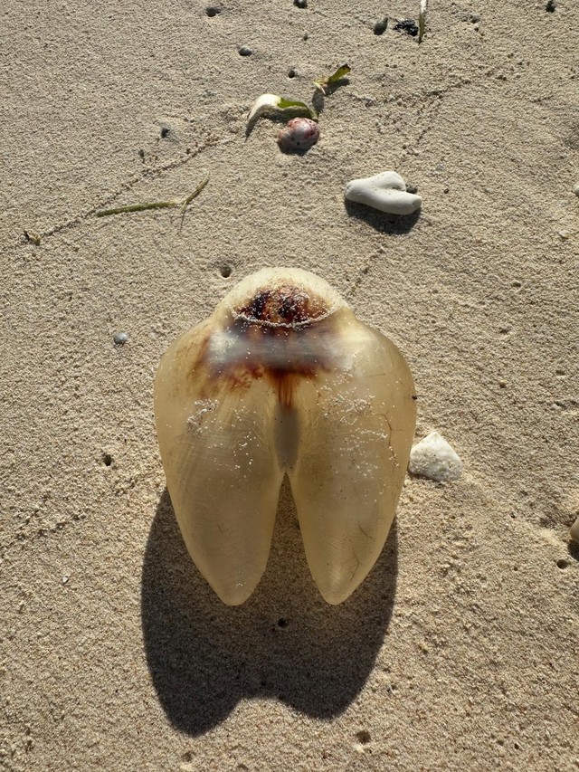 （Shizukaさん提供）