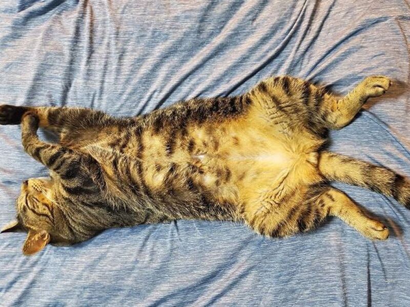 はっぴーの大胆な“開きへそ天”