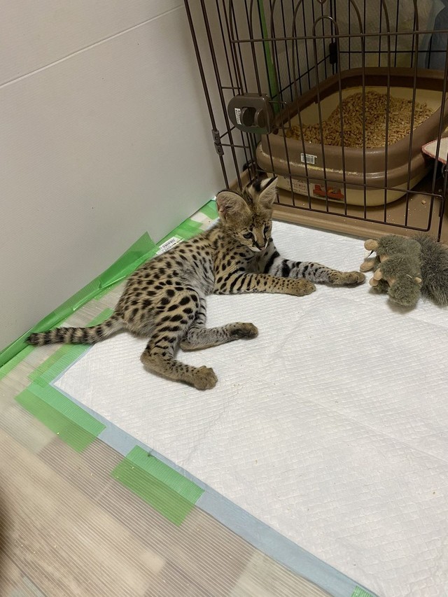 サーバルキャット　毛皮 サーバルキャット 毛皮