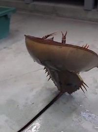 後ろから見ても立ってる！