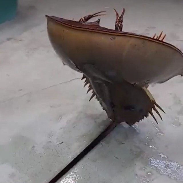 後ろから見ても立ってる！