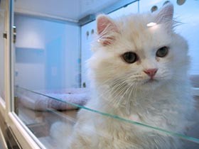 ペットショップの犬猫、手薄な災害対策で犠牲に　業界も改善検討