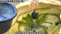 メダカを放流／投稿主さん提供