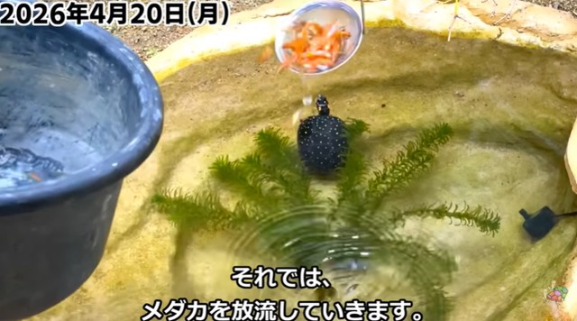 メダカを放流／投稿主さん提供