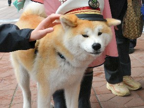 海外でも人気の秋田犬、観光誘致の「顔」に　ターゲットは台湾