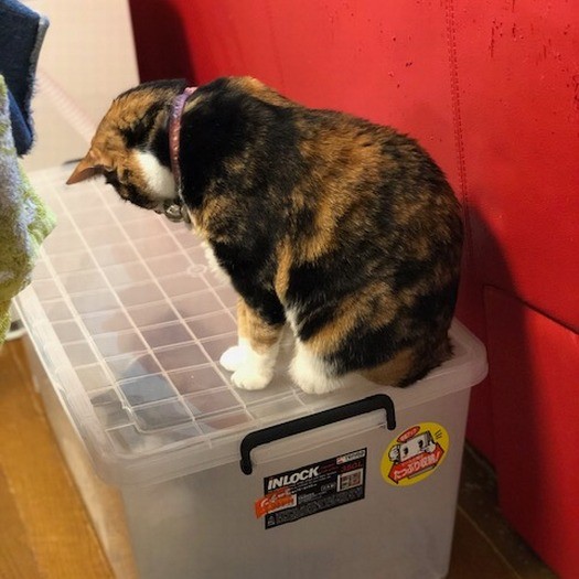 ケースの中に何が入っているのか興味津々