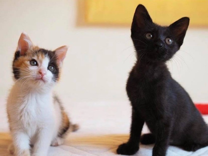 ずっと一緒で良かったね（＠bunyapon0110さん提供）。