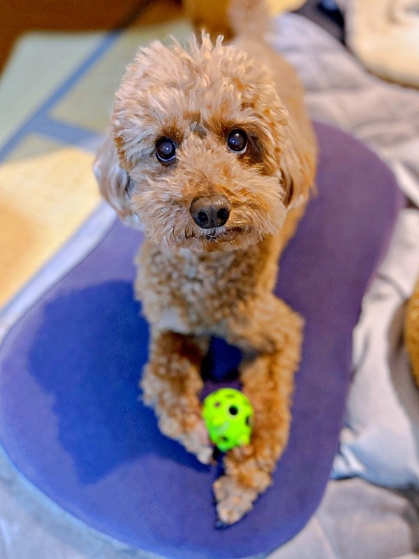 「これはあげないよ？」 ボールを手に飼い主さんを見上げるカイちゃん（画像提供：カイ（あしながトイプー）さん）