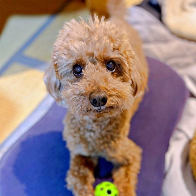 「これはあげないよ？」 ボールを手に飼い主さんを見上げるカイちゃん（画像提供：カイ（あしながトイプー）さん）