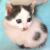 保護直後、生後推定1カ月だったトルテくん（画像提供：トルぽたさん）