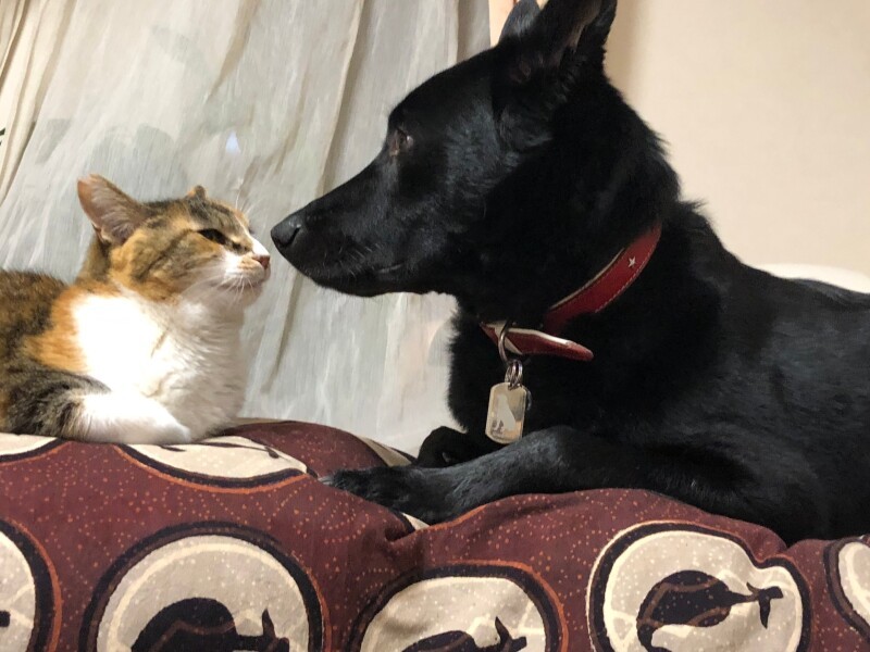 「この子はみーこ。僕は猫とも仲良しです」（泉美さん提供）