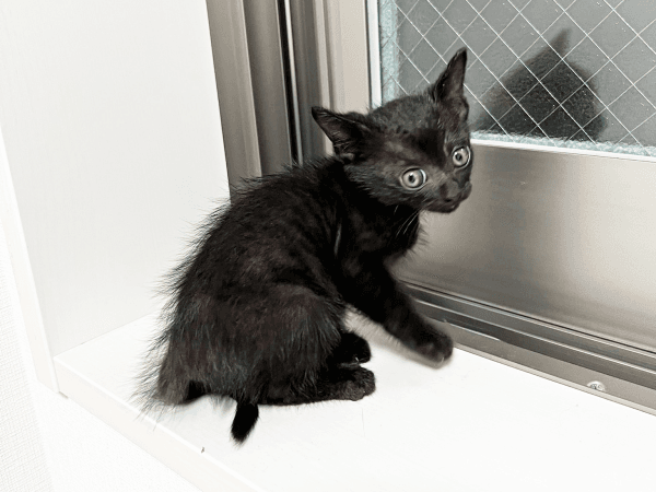 保護当日、窓辺で不安げな表情を浮かべるぼたもちくん（画像提供：黒猫おはぎ 林遊眠@劇団ショウダウンさん）