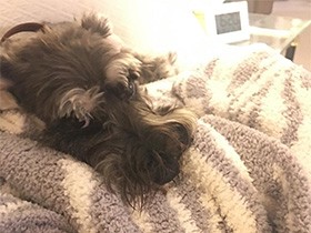 ゆったりくつろぎモード　ミニチュアシュナウザーの「アデル」