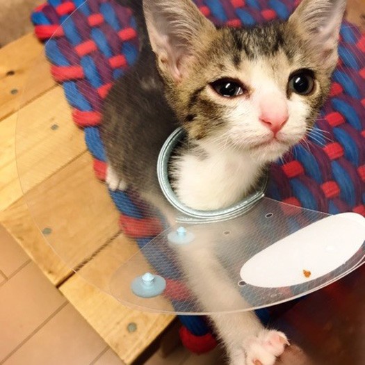 ばくてんの頑張りを見ていた京子さんが新しい飼い主に。
卒業おめでとう！（保護主さん提供）