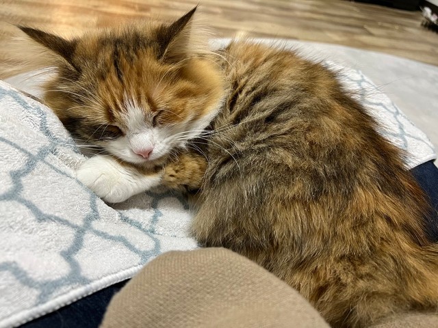 ふみふみチュパチュパしながら飼い主さんの膝の上で寝てしまった麦ちゃん