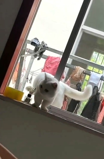 窓をこじ開けた後、部屋に入ってくるみーちゃん（代理人さん提供、Xよりキャプチャ撮影）