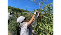 地元の農作物に親しんで　高松市が「夏休み親子食農体験教室」を開催