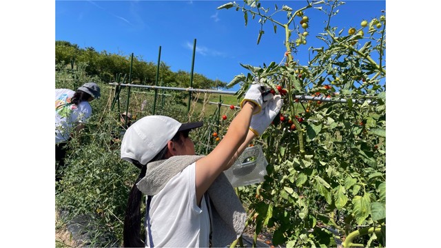 地元の農作物に親しんで　高松市が「夏休み親子食農体験教室」を開催