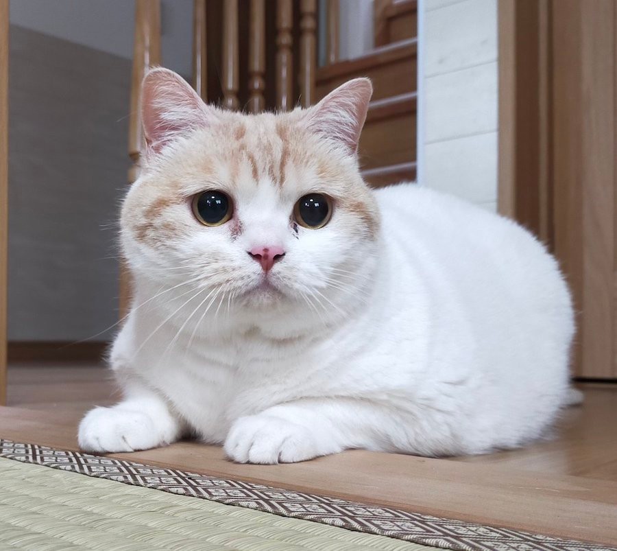 かわいいネコちゃんラトル 衝撃の変貌】いつも可愛い猫ちゃんが見せた“レアな表情”が話題に