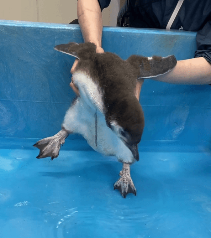 ちょっとジタバタ　画像提供：すみだ水族館