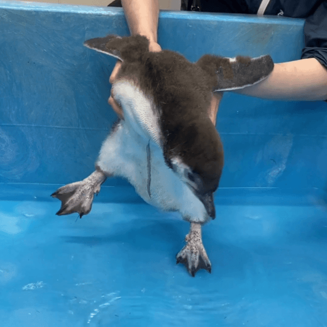ちょっとジタバタ　画像提供：すみだ水族館