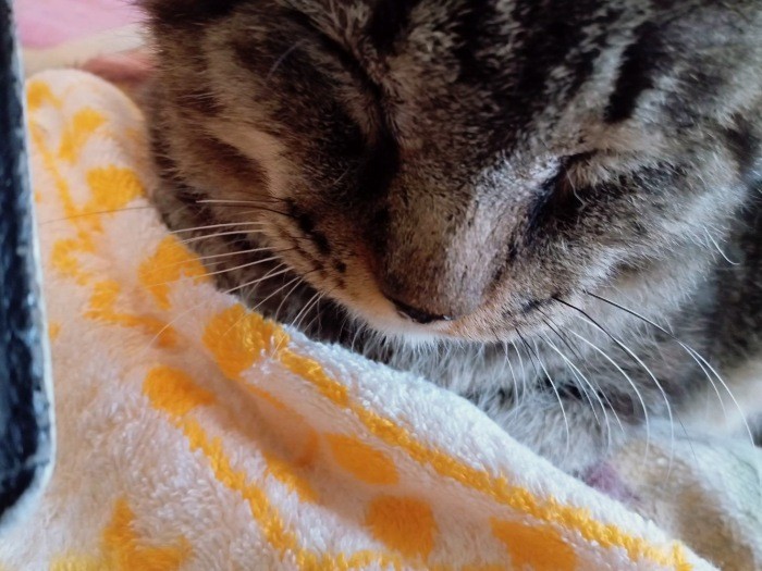 譲渡先募集中の繊細なひかるくん。猫エイズキャリアの4歳（goens提供）