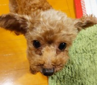 「飼い主さんはどこにいるんですか？」