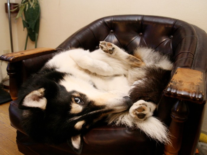 どうしてそうなったか器用な寝方