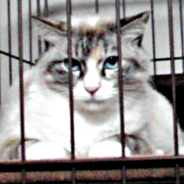 2019年6月頃、保護後、ケージのなかでじっと固まるテトちゃん（画像提供：テトにゃんさん）