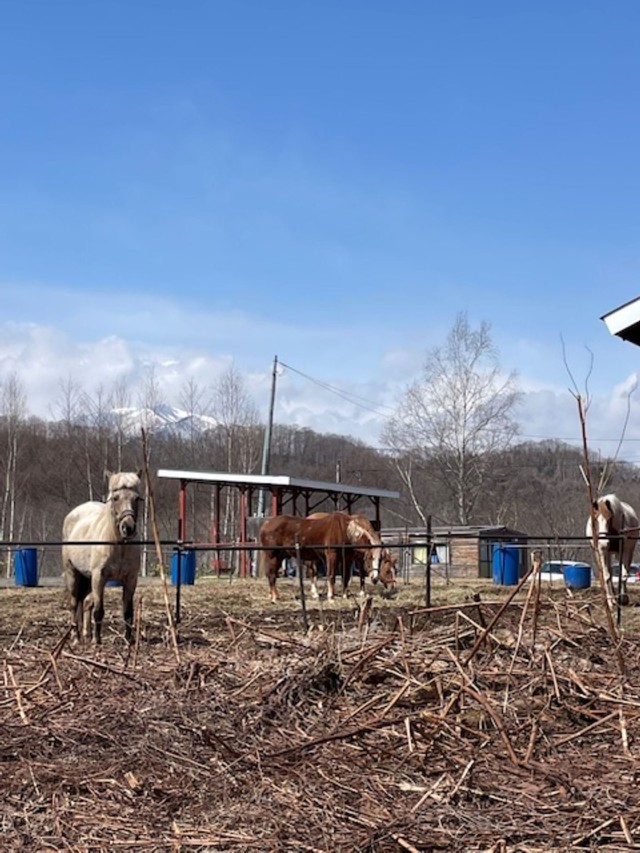 もう少し伸びれば、整えてもらえるそうだ。