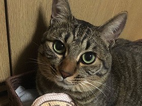 お気に入りのたい焼きおもちゃをギュッ　キジトラ「こはく」　