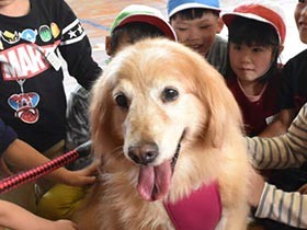 小学校で動物愛護教室　犬とふれあい「ふわふわ、飼いたい」