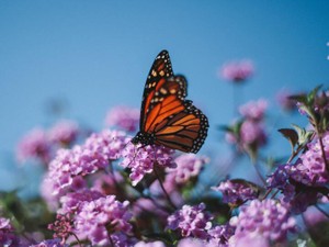 私が臆病じゃなかったら、「彼女」に話しかけることも出来ただろうか