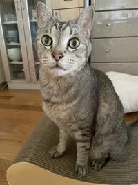 原因不明の体調不良で、サードオピニオンをしたことも