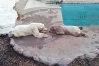 いっしょにモグモグ 豪太とユキ＝2019年 男鹿水族館GAO提供