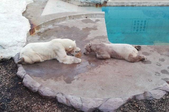 いっしょにモグモグ 豪太とユキ＝2019年 男鹿水族館GAO提供