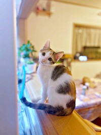 飼い主さん家族に見守られ、すくすくと成長中のみりんちゃん（画像提供：ユーヤンさん）
