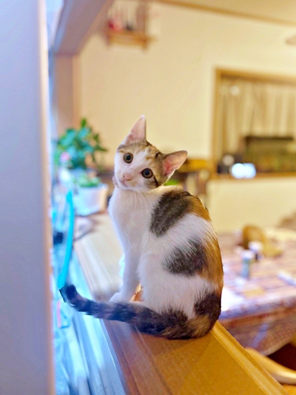 飼い主さん家族に見守られ、すくすくと成長中のみりんちゃん（画像提供：ユーヤンさん）