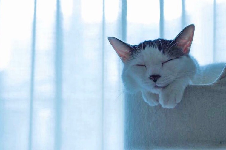 お気に入りのベッドで寝るアン（陽子さん提供）